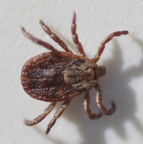 Réf. 313 036 : Dermacentor sp.